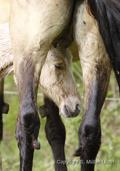 Hjoerdis 31 Min alt (2).JPG